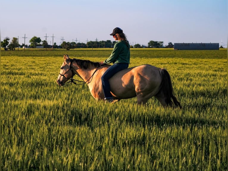 American Quarter Horse Castrone 6 Anni 152 cm Pelle di daino in Amarillo, TX