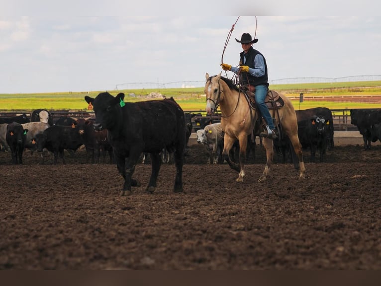 American Quarter Horse Castrone 6 Anni 152 cm Pelle di daino in Amarillo, TX