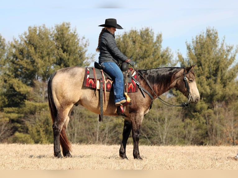 American Quarter Horse Castrone 6 Anni 152 cm Pelle di daino in Clarion, PA