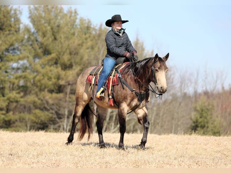 American Quarter Horse Castrone 6 Anni 152 cm Pelle di daino in Clarion, PA