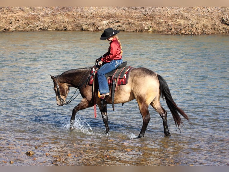 American Quarter Horse Castrone 6 Anni 152 cm Pelle di daino in Clarion, PA