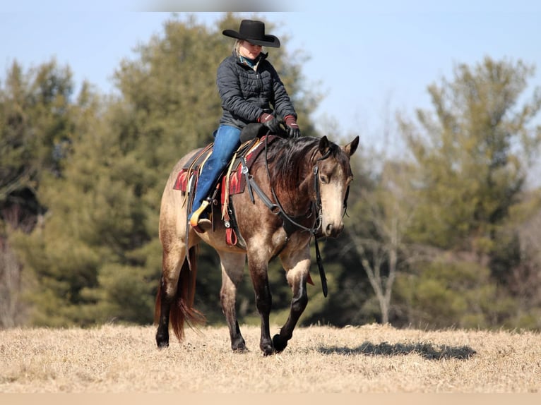 American Quarter Horse Castrone 6 Anni 152 cm Pelle di daino in Clarion, PA