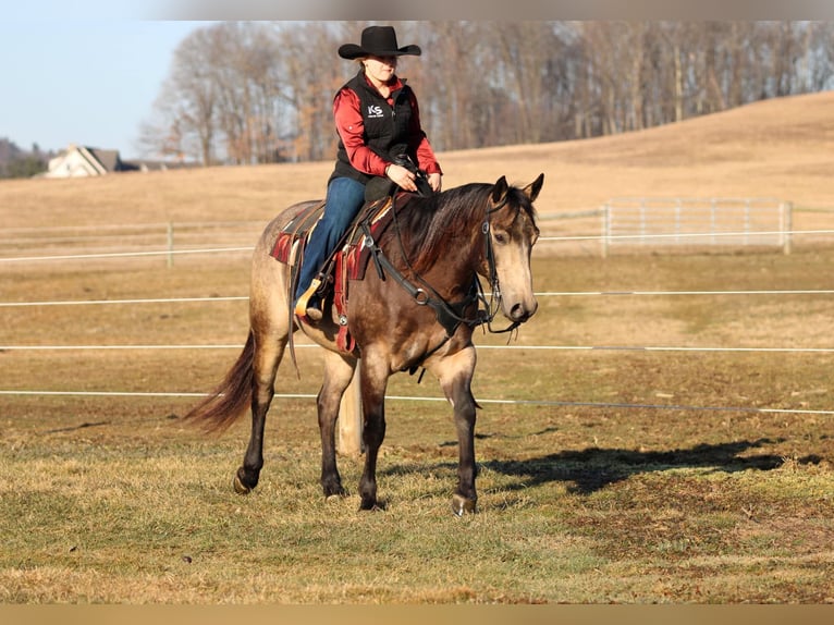 American Quarter Horse Castrone 6 Anni 152 cm Pelle di daino in Clarion, PA