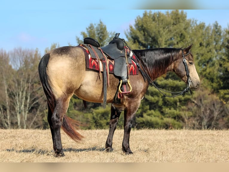 American Quarter Horse Castrone 6 Anni 152 cm Pelle di daino in Clarion, PA