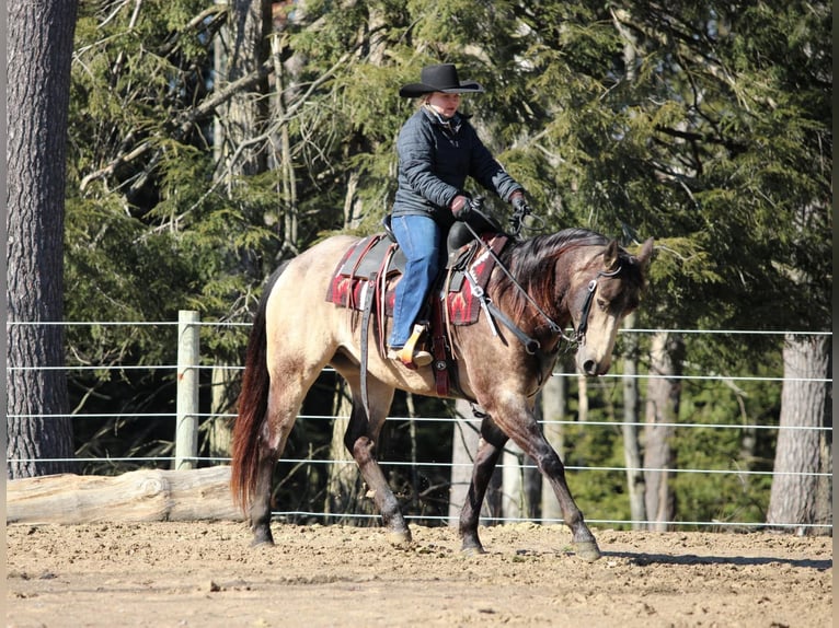 American Quarter Horse Castrone 6 Anni 152 cm Pelle di daino in Clarion, PA