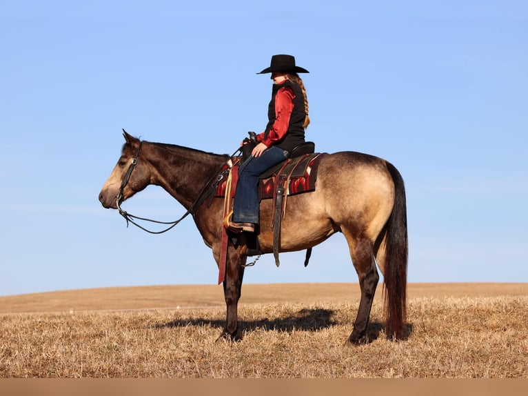 American Quarter Horse Castrone 6 Anni 152 cm Pelle di daino in Clarion, PA