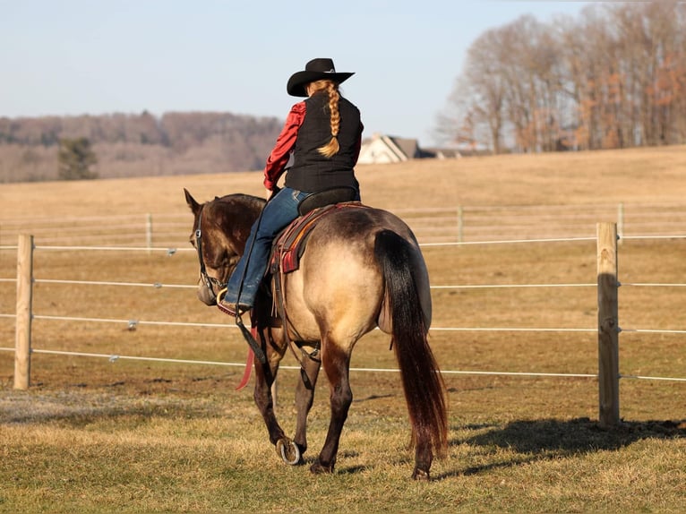 American Quarter Horse Castrone 6 Anni 152 cm Pelle di daino in Clarion, PA