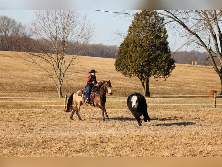 American Quarter Horse Castrone 6 Anni 152 cm Pelle di daino in Clarion, PA