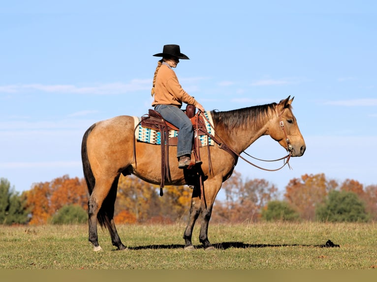 American Quarter Horse Castrone 6 Anni 152 cm Pelle di daino in Clarion