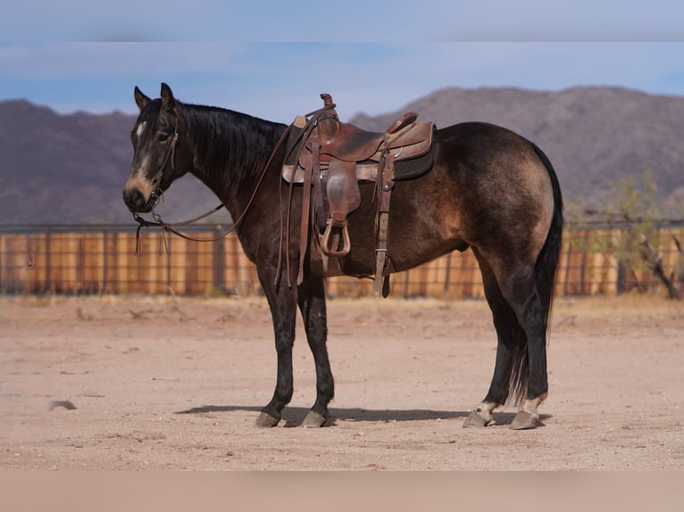 American Quarter Horse Castrone 6 Anni 152 cm Pelle di daino in Congress, AZ