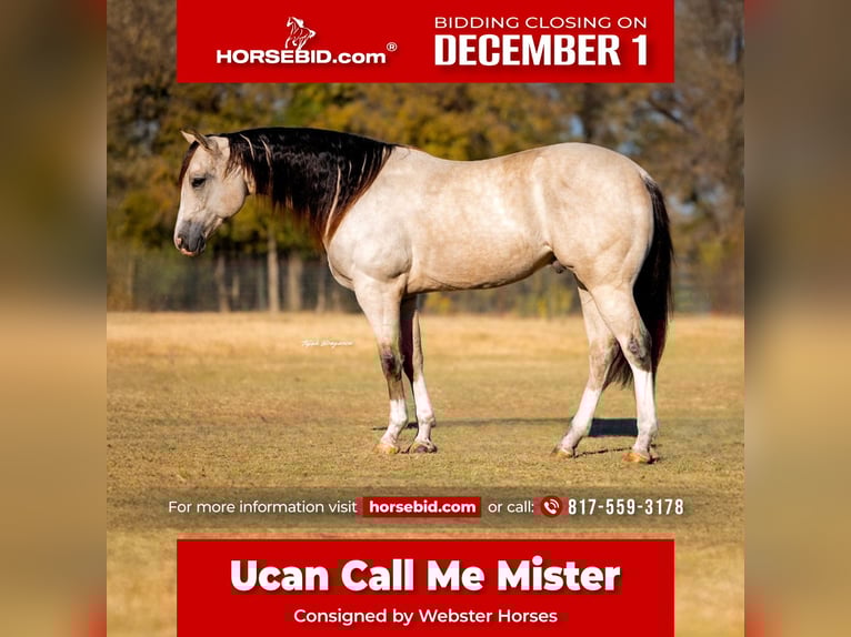 American Quarter Horse Castrone 6 Anni 152 cm Pelle di daino in Decatur