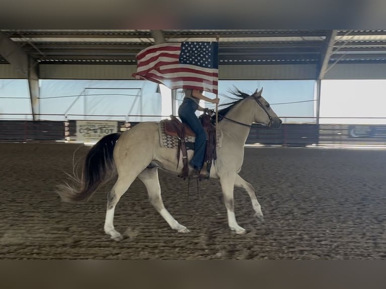 American Quarter Horse Castrone 6 Anni 152 cm Pelle di daino in Decatur