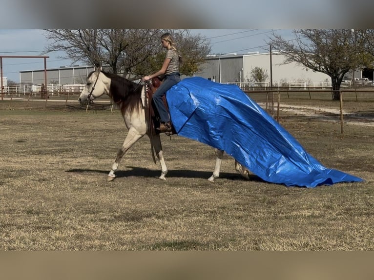 American Quarter Horse Castrone 6 Anni 152 cm Pelle di daino in Decatur