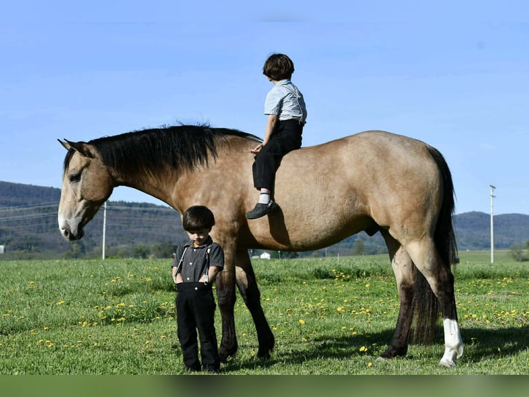 American Quarter Horse Castrone 6 Anni 152 cm Pelle di daino in Rebersburg