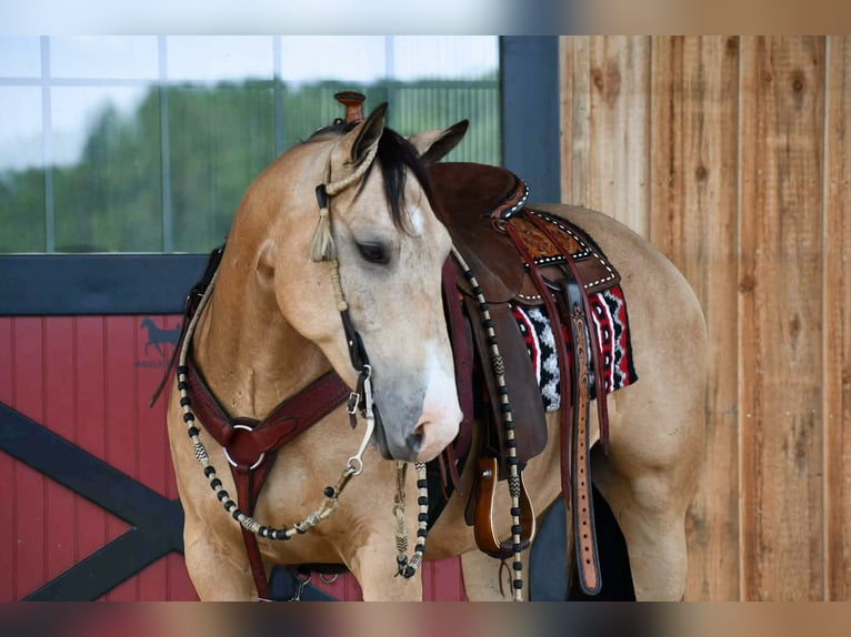 American Quarter Horse Castrone 6 Anni 152 cm Pelle di daino in Rebersburg