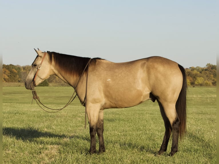 American Quarter Horse Castrone 6 Anni 152 cm Pelle di daino in Buffalo, MO