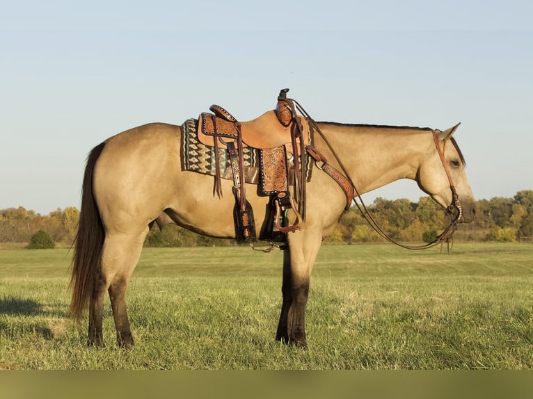 American Quarter Horse Castrone 6 Anni 152 cm Pelle di daino in Buffalo, MO