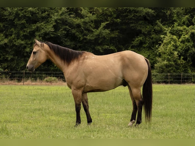 American Quarter Horse Castrone 6 Anni 152 cm Pelle di daino in Waterford, CA