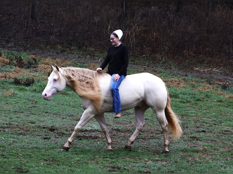 American Quarter Horse Castrone 6 Anni 152 cm Perlino in Millersburg