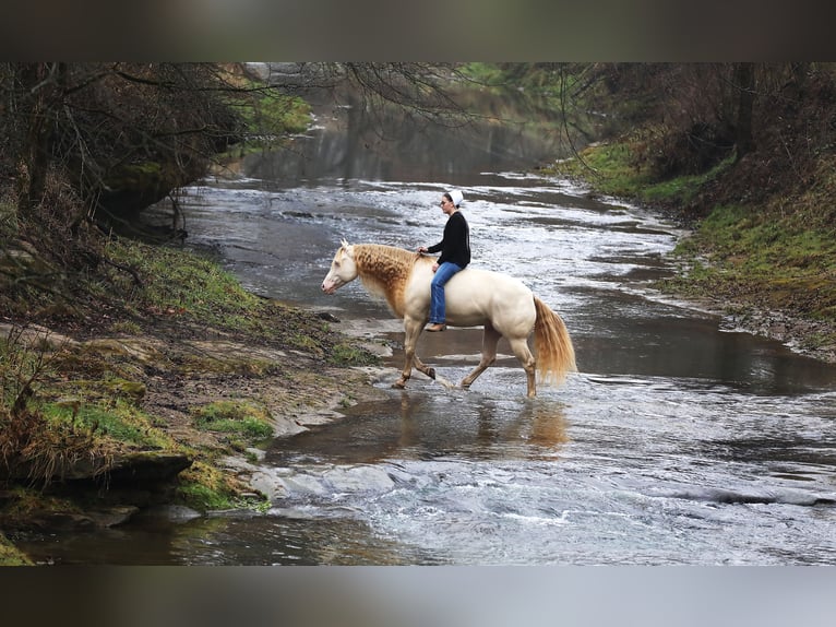 American Quarter Horse Castrone 6 Anni 152 cm Perlino in Millersburg