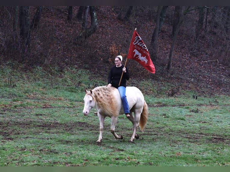 American Quarter Horse Castrone 6 Anni 152 cm Perlino in Millersburg