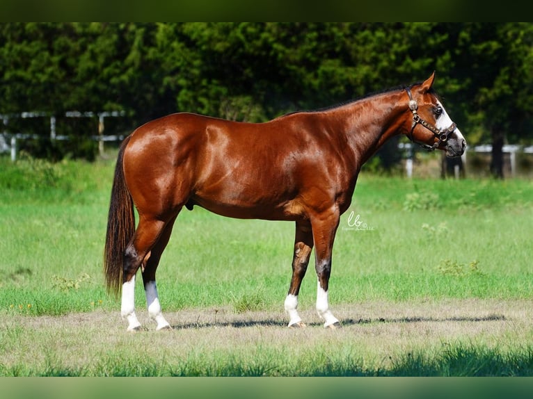American Quarter Horse Mix Castrone 6 Anni 152 cm in Terrell, TX