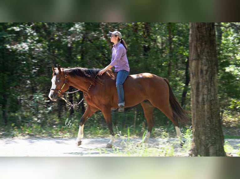 American Quarter Horse Mix Castrone 6 Anni 152 cm in Terrell, TX