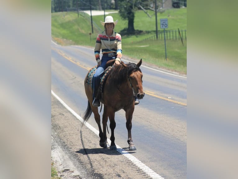 American Quarter Horse Mix Castrone 6 Anni 152 cm Red dun in Huntsville, TX