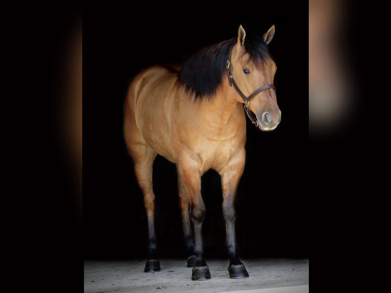 American Quarter Horse Mix Castrone 6 Anni 152 cm Red dun in Huntsville, TX