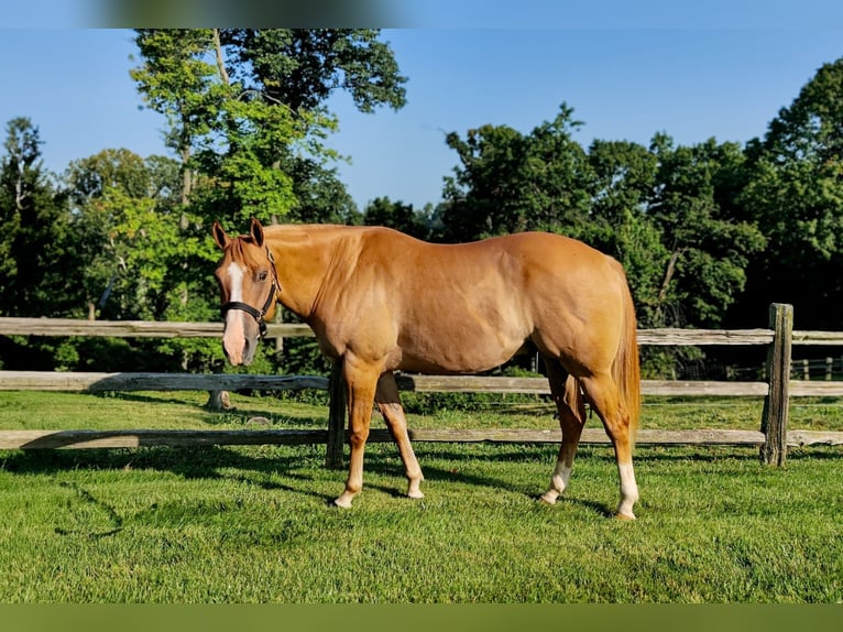 American Quarter Horse Castrone 6 Anni 152 cm Red dun in Holmesville