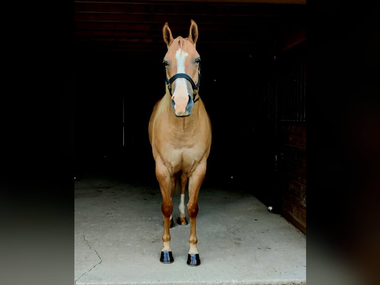 American Quarter Horse Castrone 6 Anni 152 cm Red dun in Holmesville