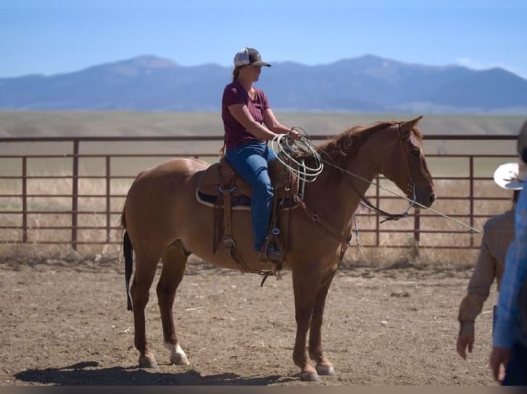 American Quarter Horse Castrone 6 Anni 152 cm Red dun in Menan