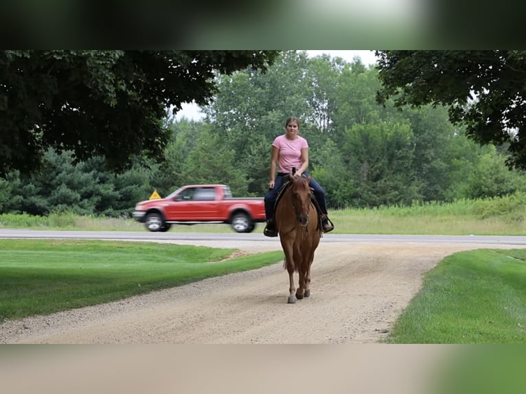 American Quarter Horse Castrone 6 Anni 152 cm Red dun in River Falls, WI