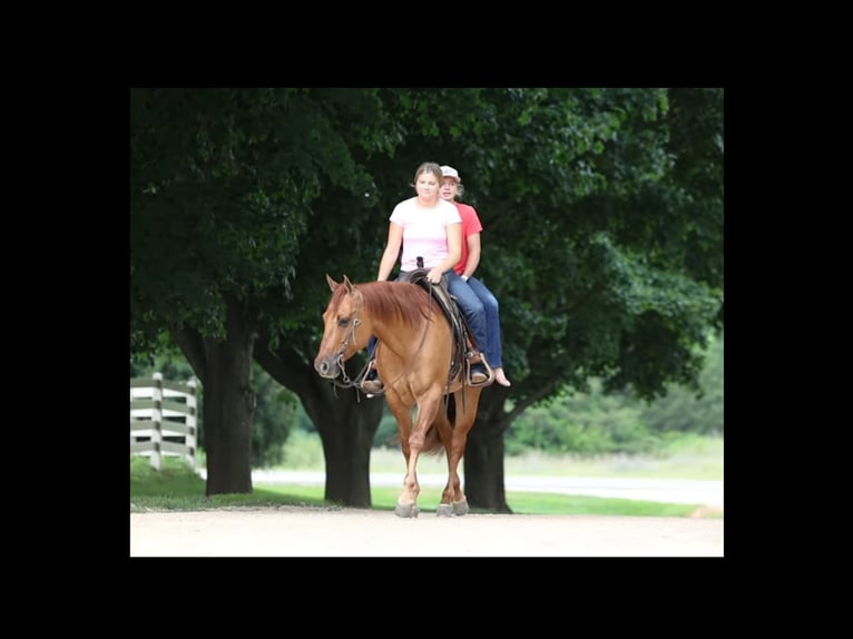 American Quarter Horse Castrone 6 Anni 152 cm Red dun in River Falls, WI