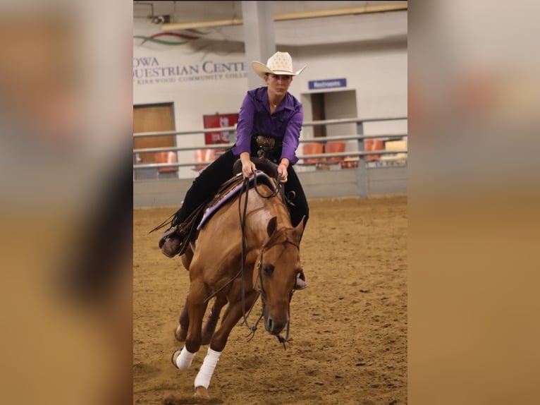 American Quarter Horse Castrone 6 Anni 152 cm Red dun in River Falls, WI