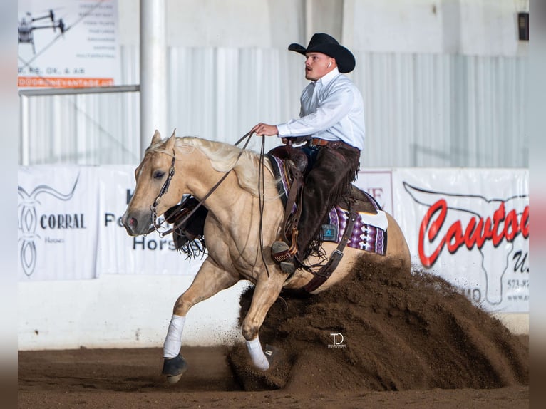 American Quarter Horse Castrone 6 Anni 152 cm in Buffalo, MO