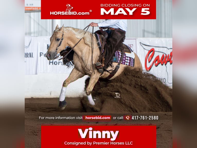 American Quarter Horse Castrone 6 Anni 152 cm in Buffalo, MO