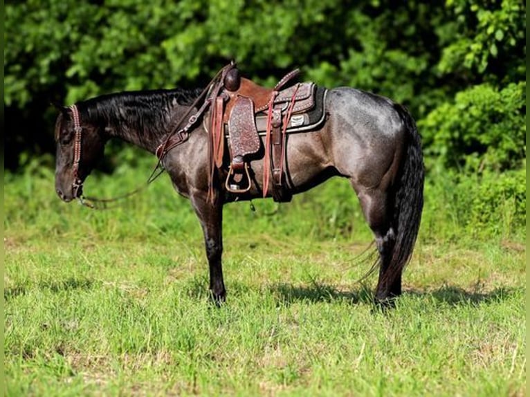 American Quarter Horse Castrone 6 Anni 152 cm Roano blu in Katy