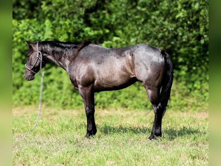 American Quarter Horse Castrone 6 Anni 152 cm Roano blu in Katy