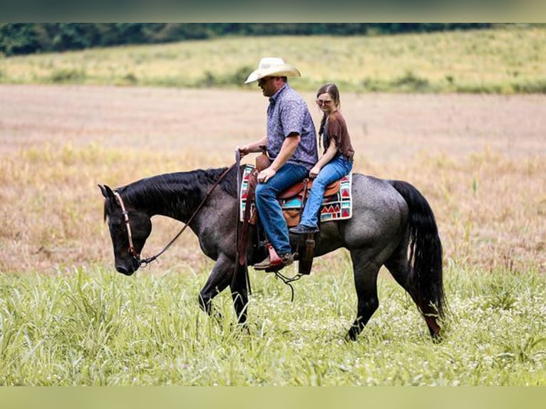 American Quarter Horse Castrone 6 Anni 152 cm Roano blu in Katy