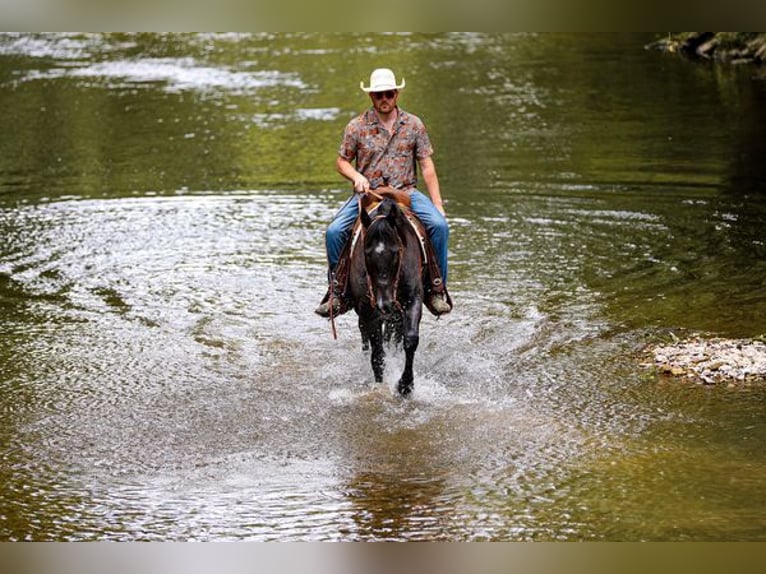 American Quarter Horse Castrone 6 Anni 152 cm Roano blu in Katy