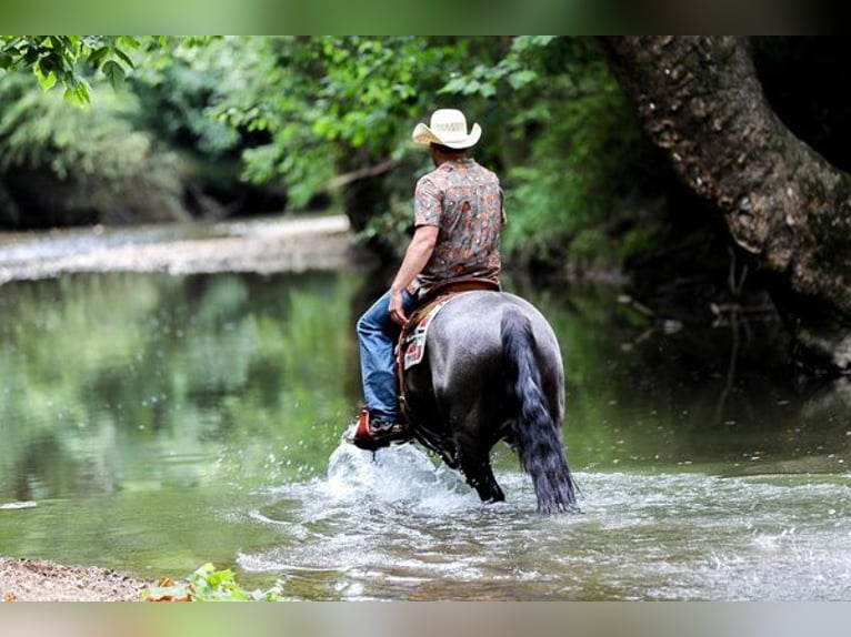 American Quarter Horse Castrone 6 Anni 152 cm Roano blu in Katy