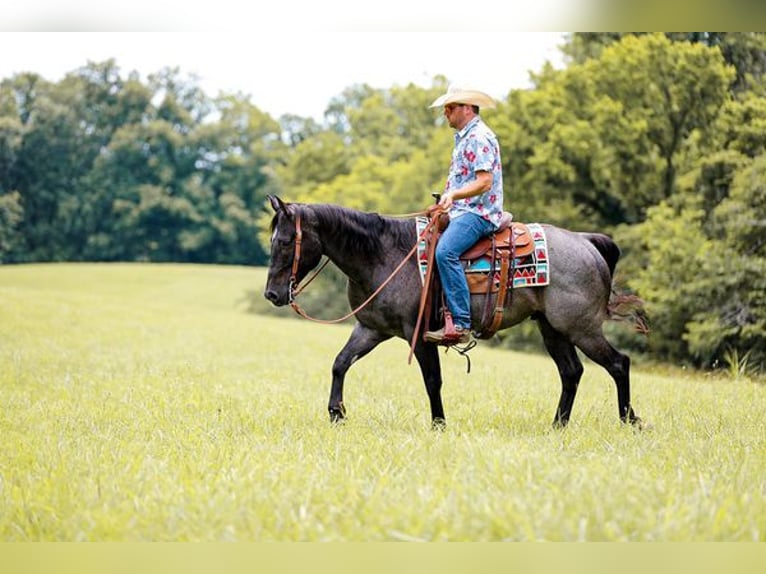 American Quarter Horse Castrone 6 Anni 152 cm Roano blu in Katy