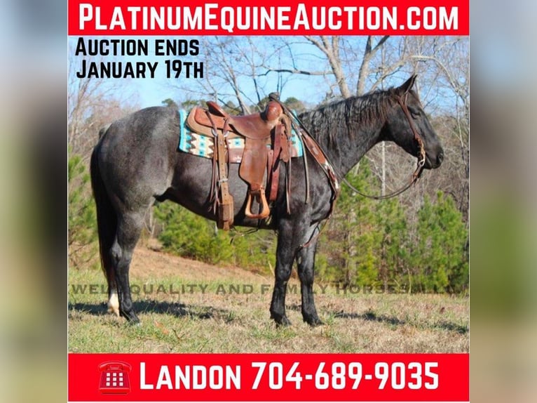 American Quarter Horse Castrone 6 Anni 152 cm Roano blu in Cherryville NC