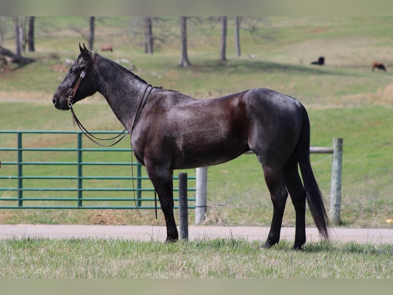 American Quarter Horse Castrone 6 Anni 152 cm Roano blu in Sonora KY