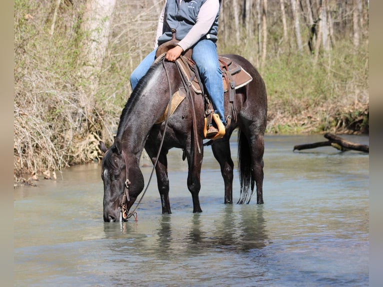 American Quarter Horse Castrone 6 Anni 152 cm Roano blu in Sonora KY