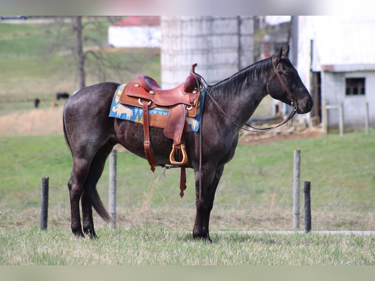 American Quarter Horse Castrone 6 Anni 152 cm Roano blu in Sonora KY