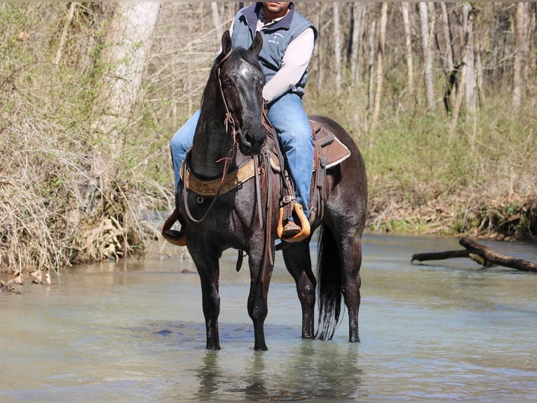 American Quarter Horse Castrone 6 Anni 152 cm Roano blu in Sonora KY