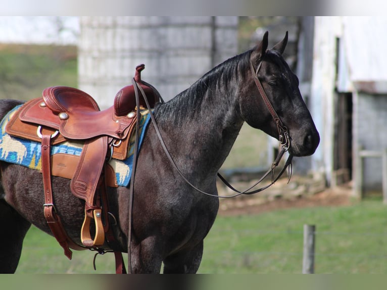 American Quarter Horse Castrone 6 Anni 152 cm Roano blu in Sonora KY