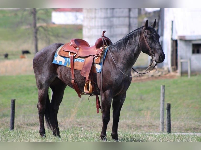 American Quarter Horse Castrone 6 Anni 152 cm Roano blu in Sonora KY